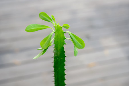 Houseplant Euphorbia trigona or African milk tree with fresh young leaves on topの写真素材