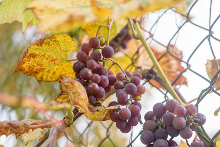 Ripe grape fruit on bush with yellow leaves on fenceの写真素材