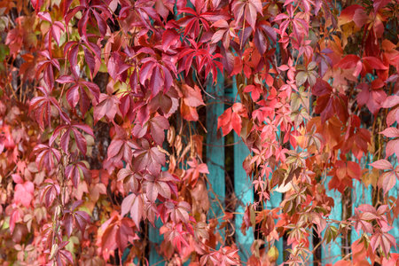 Parthenocissus in autumn with red leaves on wooden fenceの写真素材