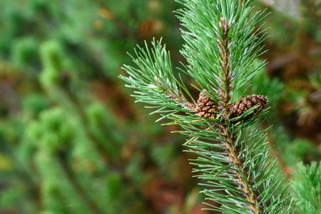 Pine tree branch growing in forest