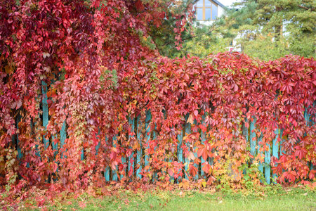 Parthenocissus in autumn with red leaves on wooden fenceの写真素材
