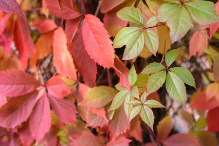Parthenocissus in autumn with red leaves on wooden fenceの写真素材