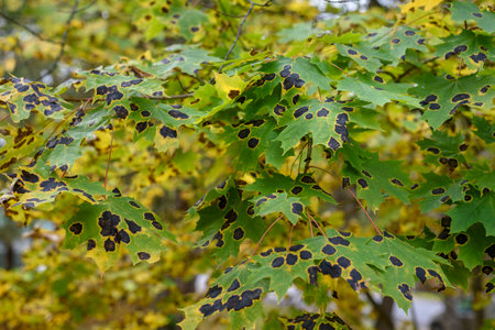 Maple leaves with Rhytisma tar spots in autumnの写真素材