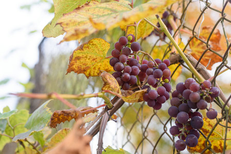 Ripe grape fruit on bush with yellow leaves on fenceの写真素材