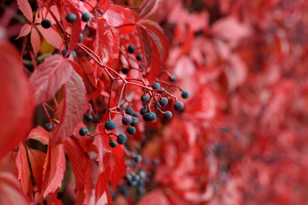 Parthenocissus in autumn with red leaves on wooden fenceの写真素材