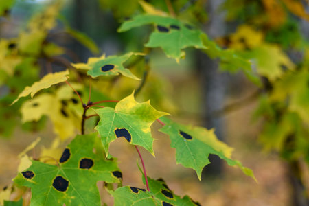 Maple leaves with Rhytisma tar spots in autumnの写真素材