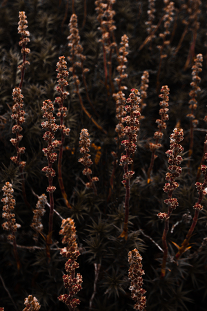 Dark mountain flowers colored dark red brownの写真素材