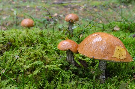 Edible mushrooms with orange hats grow on green moss in the autumn forest. In the foreground are two mushrooms, one with a large hat and a yellow leaf on it.の写真素材