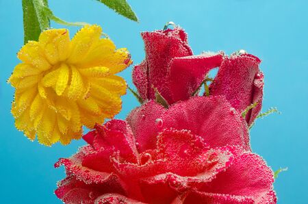 Three roses and a yellow flower under water with bubbles on a blue background.の写真素材