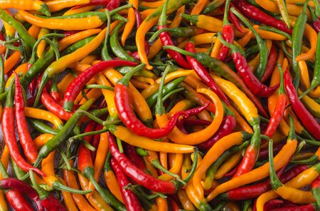Many small bright yellow, green and red pepper pods shot from the top of the shot, background.の写真素材