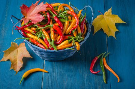 A blue wicker basket filled with colorful pods of pepper stands on a blue wooden table. In the basket and next to it are autumn leaves.の写真素材