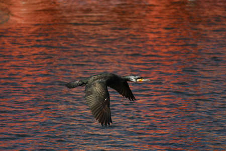 Cormorantの写真素材
