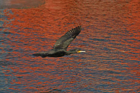 Cormorantの写真素材