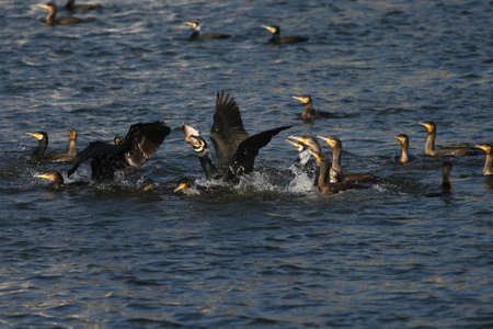 Cormorantの写真素材