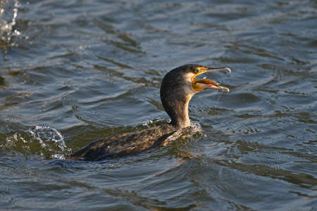 Cormorantの写真素材