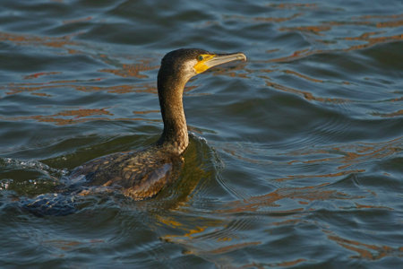 Cormorantの写真素材