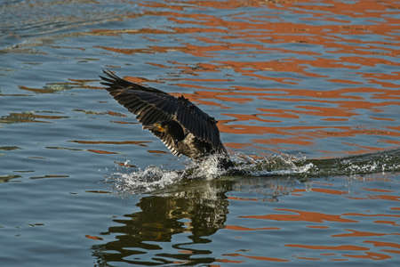 Cormorantの写真素材