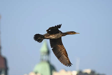 Cormorant
