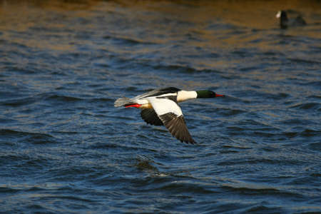 Merganser