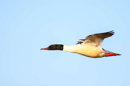 Merganserの写真素材