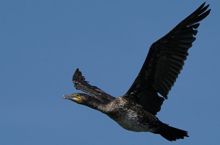Great cormorant, Phalacrocorax carbo a swimmer and hunter, has beautiful black plumage., single bird in flight, Poland, river,の写真素材