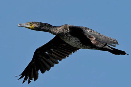 Great cormorant, Phalacrocorax carbo a swimmer and hunter, has beautiful black plumage., single bird in flight, Poland, riverの写真素材
