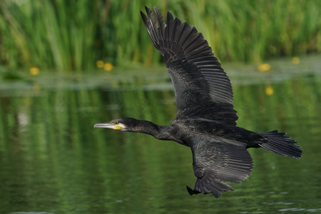 Great cormorant, Phalacrocorax carbo, a swimmer and hunter, has beautiful black plumage. single bird in flight, Poland, lakeの写真素材