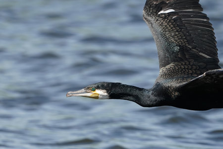 Great cormorant, Phalacrocorax carbo, a swimmer and hunter, has beautiful black plumage. single bird in flight, Poland lake,の写真素材