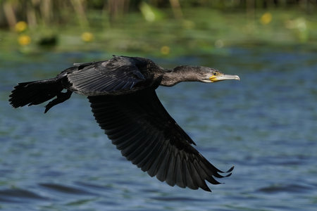 Great cormorant, Phalacrocorax carbo, a swimmer and hunter, has beautiful black plumage. single bird in flight, Poland, lakeの写真素材