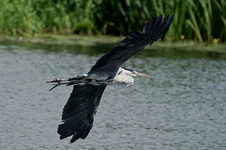Gray Heron, Ardea cinerea, single bird in flight, big, beautiful, bird, water, slender, silhouette, long, neck, hunting, fish, feathers, sky, green, hunting, hunter, wave,の写真素材