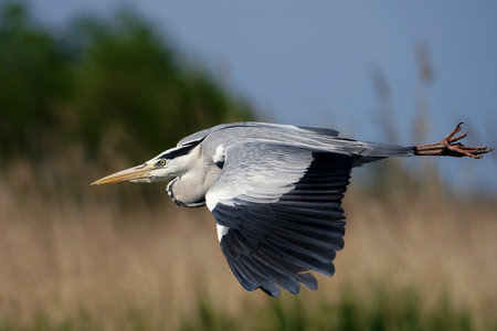 Gray Heron (Ardea cinerea) in flight, Heron, grey, big, beautiful, bird, water, slender, silhouette, long, neck, feathers, sky, green, wave,の写真素材