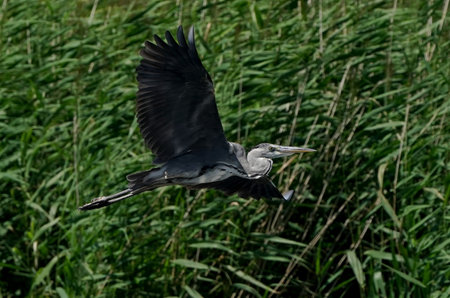 Great gray Heron (Ardea herodias) in flight, big, beautiful, bird, water, slender, silhouette, long, neck, fish, feathers, sky, green, wave,の写真素材