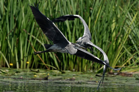 Gray heron, Ardea cinerea, single bird in flight, big, beautiful, bird, water, slender, silhouette, long, neck, fish, feathers, sky, green, wave,の写真素材