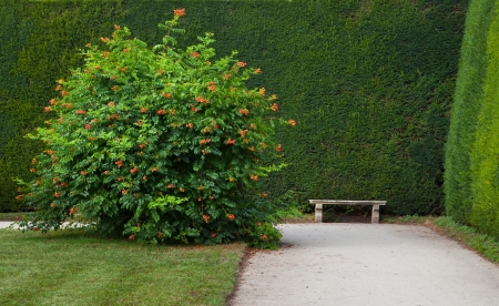 Park with a large flower-bush and bench の写真素材