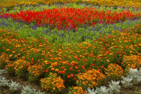 Colorful bouquet of wildflowers  の写真素材