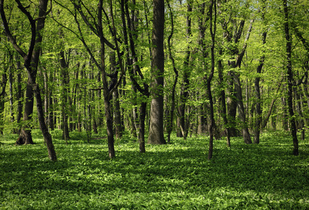 spring forest
