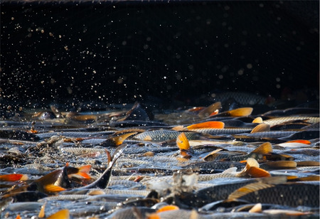  fish caught in the netの写真素材