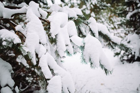 Snow-covered tree branch at sunset