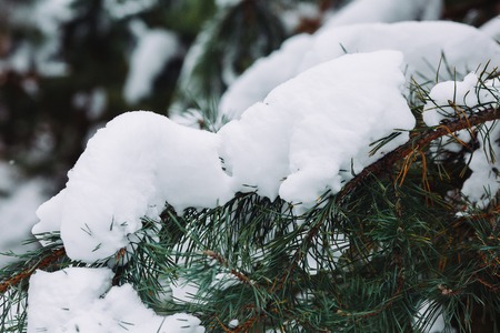 Snow-covered tree branch at sunsetの写真素材
