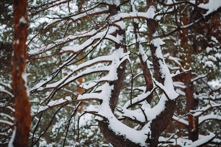 Snow-covered tree branch in the fir forestの写真素材