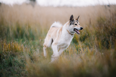 Running Nice West Siberian laika (husky)の写真素材