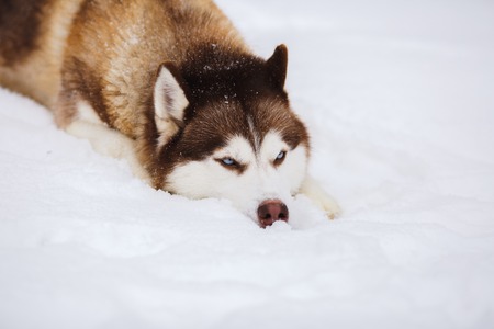 Red siberian husky dog with blue eyes walking on a snow.の写真素材