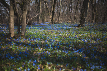 Blue snowdrop flowers in early spring in the forest.の写真素材