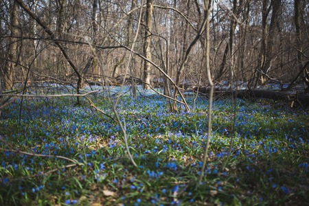 Blue snowdrop flowers in early spring in the forest.の写真素材