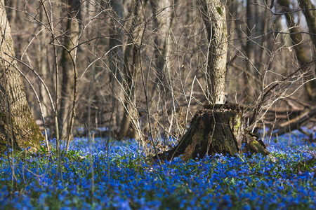 Blue snowdrop flowers in early spring in the forest.の写真素材