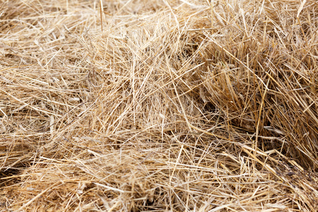 dry yellow natural hay background.の写真素材