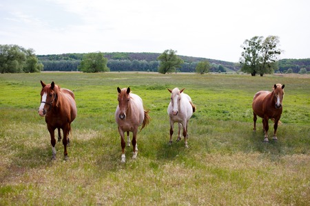 Family horses on a green meadow.
