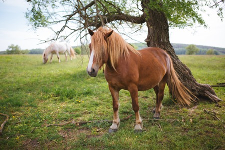 Brown horse on a green meadow.