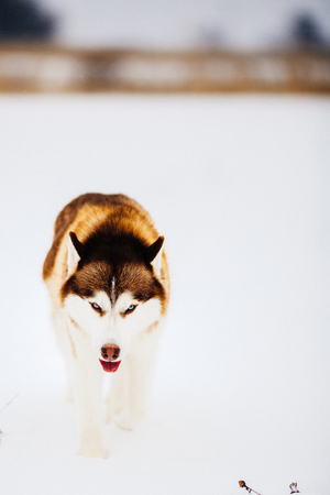 Red siberian husky dog with blue eyes walking on a snow in winter.の写真素材