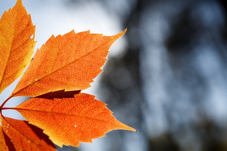 Autumn colors in october. Red leaves with blur background. Copyspace.